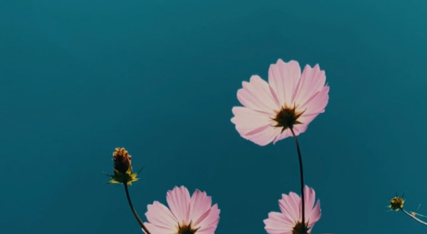 Sun Protection Facts