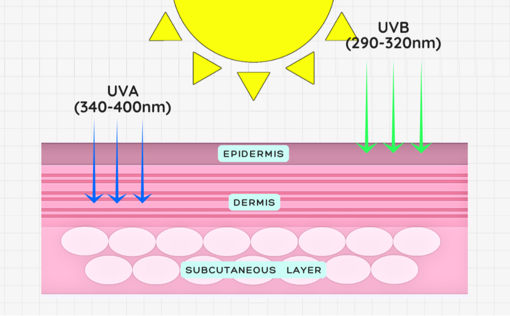 UVA & UVB Skin Penetration