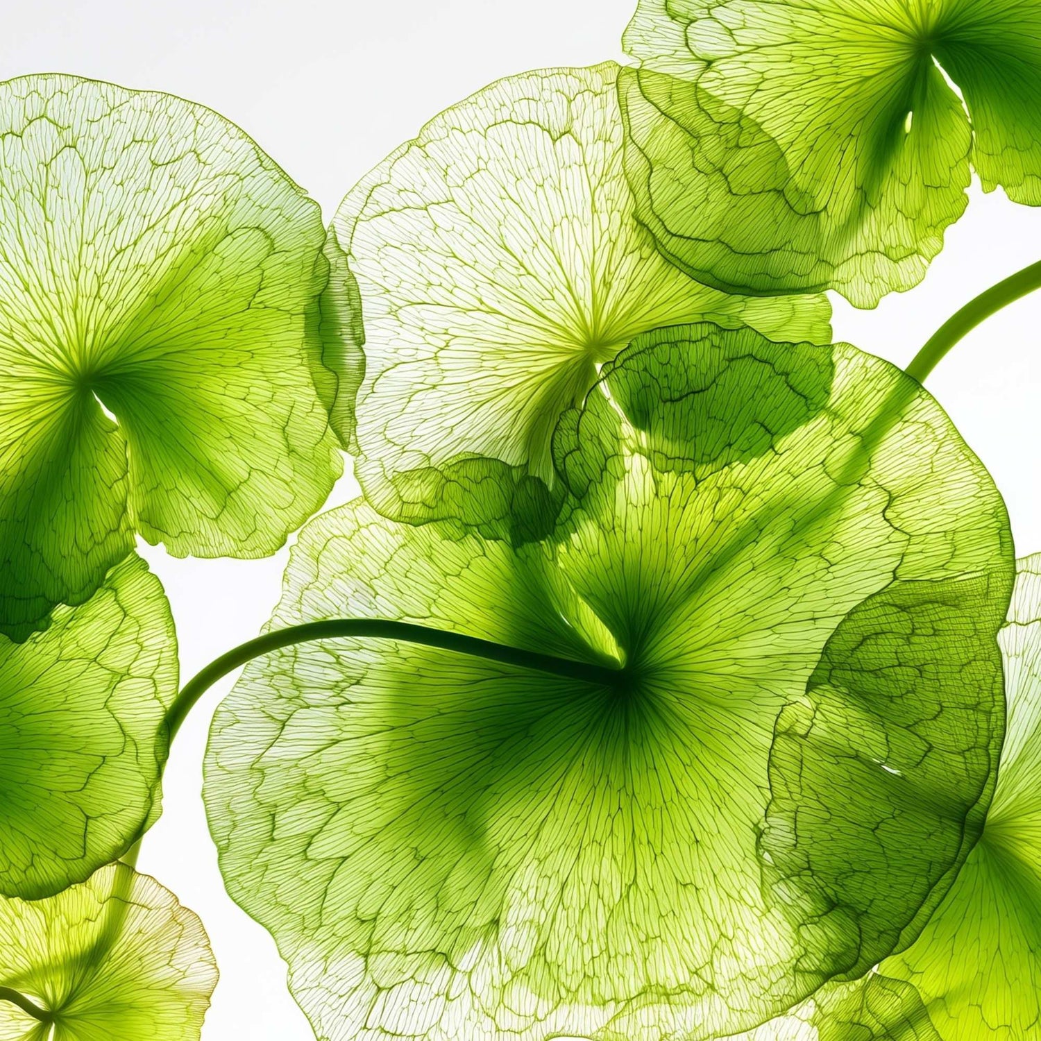 The Ultimate Guide to Skincare Antioxidants